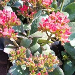 Exoticflora Kalanchoe Blossfeldiana Red Single - Flowering Plant Indoor Plants