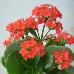 Exoticflora Kalanchoe Blossfeldiana Red Single - Flowering Plant Indoor Plants