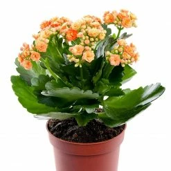 Exotic Flora Indoor Flowering Plants Kalanchoe Blossfeldiana Orange - Table Top Flowering Plants