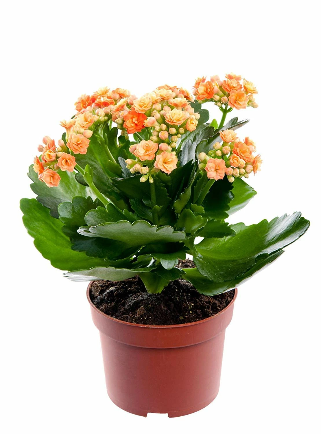 Exotic Flora Indoor Flowering Plants Kalanchoe Blossfeldiana Orange - Table Top Flowering Plants 1 Exotic Flora Indoor Flowering Plants Kalanchoe Blossfeldiana Orange - Table Top Flowering Plants