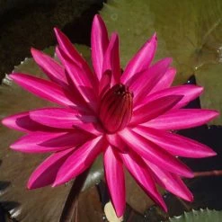Exoticflora Water Lily Hybrid Pink - Aquatic Plants