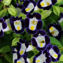 Exoticflora Torenia Violet - SEASONALS
