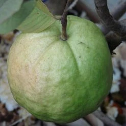 Exoticflora Guava Kg Guava - Fruit Plants & Tree Fruit Plants To Grow In Pots