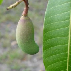 Exoticflora Thailand Mango (Grafted) - Fruit Plants & Tree Grafted Fruit Plants
