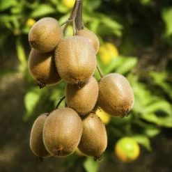 Exoticflora Kiwi Fruit (Grafted) - Hayward Variety Grafted Fruit Plants