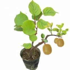 Exotic Flora Kiwi Fruit Dwarf Female (Grafted) - Fruit Plant Grafted Fruit Plants