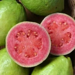 Exoticflora Guava Pink Flesh(Lalitha) - Fruit Plants & Tree Exotic Fruit Plants