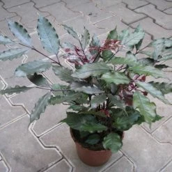 Exoticflora Leea Coccinea Rubra - Ornamental Plants Indoor/Outdoor