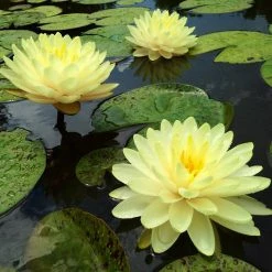 Exoticflora Water Lily Yellow - Aquatic Plants