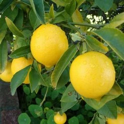 Exoticflora Fruit Plants To Grow In Pots Lemon Balaji - Fruit Plants & Tree