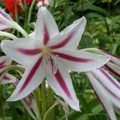 Exoticflora Milk And Wine Lily - Flowering Plants