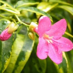 Exoticflora Ravenia Spectabilis Variegata - Flowering Plants