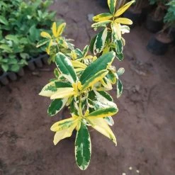 Exoticflora Ravenia Spectabilis Variegata - Flowering Plants