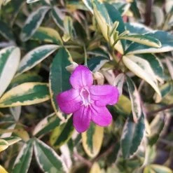 Exoticflora Ravenia Spectabilis Variegata - Flowering Plants