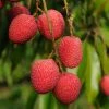 Exoticflora Litchi (Air Layered)- Fruit Plants & Tree