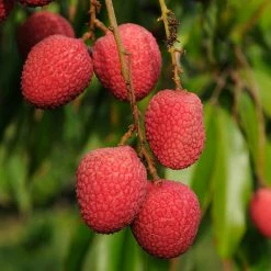 Exoticflora Litchi (Air Layered)- Fruit Plants & Tree