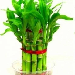 Exoticflora Lucky Bamboo - Gift Plants Indoor Plants