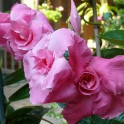 Exoticflora Mandevilla Pink Double - Creepers & Climbers Creepers & Climbers Flowering