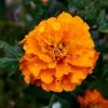 Exoticflora Mari Gold Orange - SEASONALS All Flowering Plants