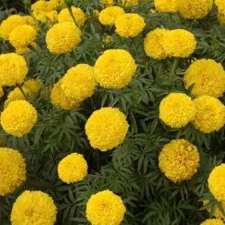 Exoticflora All Flowering Plants Mari Gold Yellow - SEASONALS 5 Exoticflora All Flowering Plants Mari Gold Yellow - SEASONALS