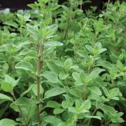 Exotic Flora Marjoram/Origanum Majorana - Herbs
