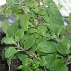 Exotic Flora Marjoram/Origanum Majorana - Herbs