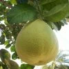 Exoticflora Grapefruit/Pomelo - Fruit Plants