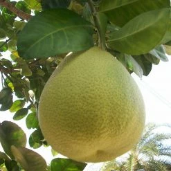 Exoticflora Grapefruit/Pomelo - Fruit Plants