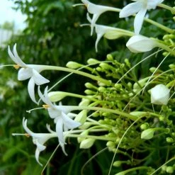 Exoticflora Millingtonia Hortensis / Indian Cork Tree - Avenue Trees 5 Exoticflora Millingtonia Hortensis / Indian Cork Tree - Avenue Trees