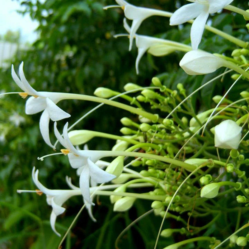 Exoticflora Millingtonia Hortensis / Indian Cork Tree - Avenue Trees 3 Exoticflora Millingtonia Hortensis / Indian Cork Tree - Avenue Trees
