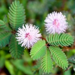 Exotic Flora Mimosa Pudica (Touch-me-not) - Ornamental Plants