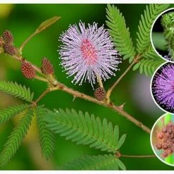 Exotic Flora Mimosa Pudica (Touch-me-not) - Ornamental Plants