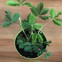 Exotic Flora Mimosa Pudica (Touch-me-not) - Ornamental Plants
