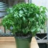 Exotic Flora Kitchen Plants & Spice Plants Mint Tulasi - Annual Herbs