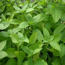 Exotic Flora Kitchen Plants & Spice Plants Mint Tulasi - Annual Herbs