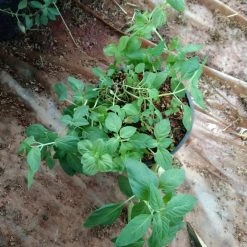 Exotic Flora Kitchen Plants & Spice Plants Mint Tulasi - Annual Herbs