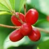 Exoticflora Miracle Fruit - Fruit Plants & Tree