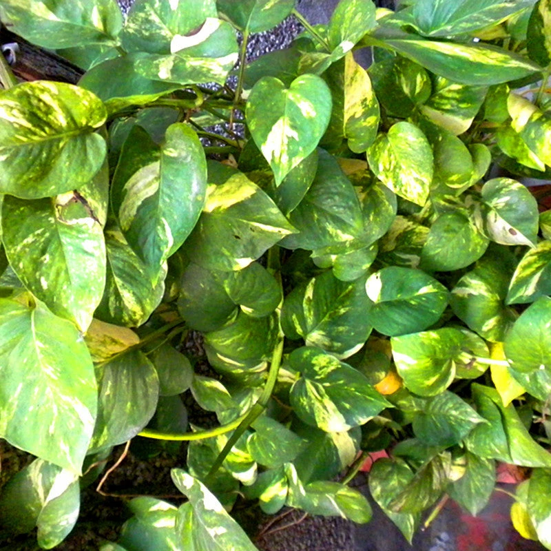 Exoticflora Money Plant Variegated - Indoor Plants 1 Exoticflora Money Plant Variegated - Indoor Plants