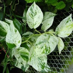 Exoticflora Marble Queen Money Plant - Indoor Plants