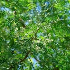 Exoticflora Drum Stick PKM - Fruit Plants & Tree