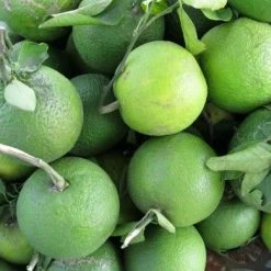 Exoticflora Mosambi(Grafted) - Fruit Plants & Tree Grafted Fruit Plants