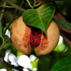 Exoticflora Kitchen Plants & Spice Plants Jayaphal And Jatiphal -KITCHEN/Spices - PLANTS