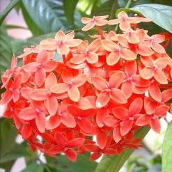 Exoticflora Ixora Semi Dwarf Orange - Flowering Shrubs