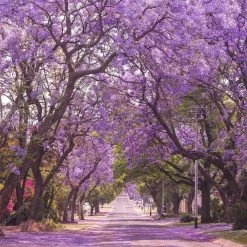 Exoticflora Jacaranda Mimosifolia / Neel Mohar - Avenue Trees Outdoor Plants