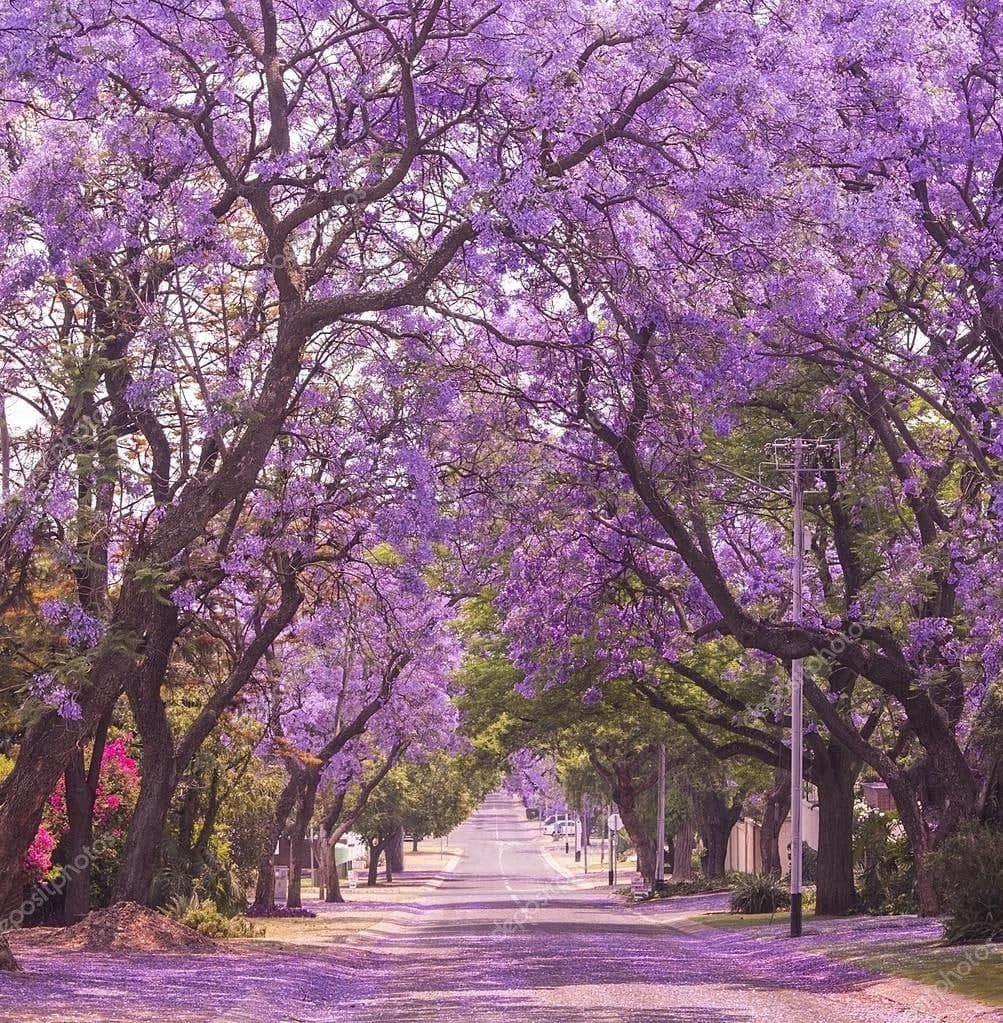 Exoticflora Jacaranda Mimosifolia / Neel Mohar - Avenue Trees Outdoor Plants 2 Exoticflora Jacaranda Mimosifolia / Neel Mohar - Avenue Trees Outdoor Plants