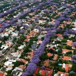 Exoticflora Jacaranda Mimosifolia / Neel Mohar - Avenue Trees Outdoor Plants 5 Exoticflora Jacaranda Mimosifolia / Neel Mohar - Avenue Trees Outdoor Plants