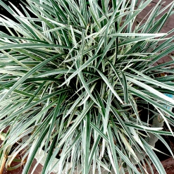 Exoticflora Ophiopogon Jaburan Variegata - Ornamental Plants