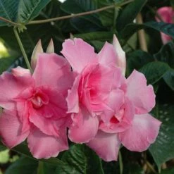 Exoticflora Mandevilla Pink Double - Creepers & Climbers Creepers & Climbers Flowering