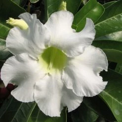 Exoticflora Year Round Flowering Plants Adenium White - Flowering Plants