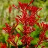Exoticflora Year Round Flowering Plants Odonotonema Strictum - Flowering Shrubs